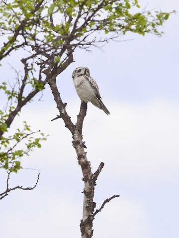 Northern Hawk Owl - ML639289583