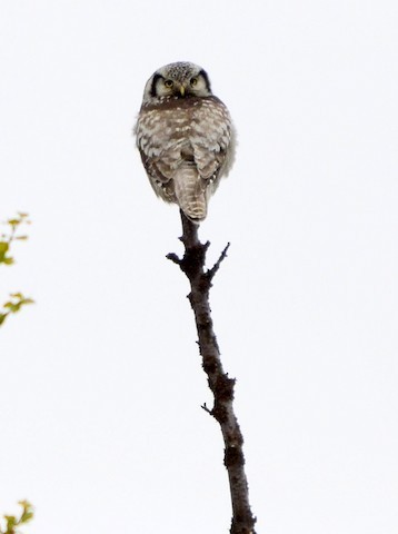 Northern Hawk Owl - ML639289588