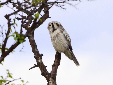 Northern Hawk Owl - ML639289589