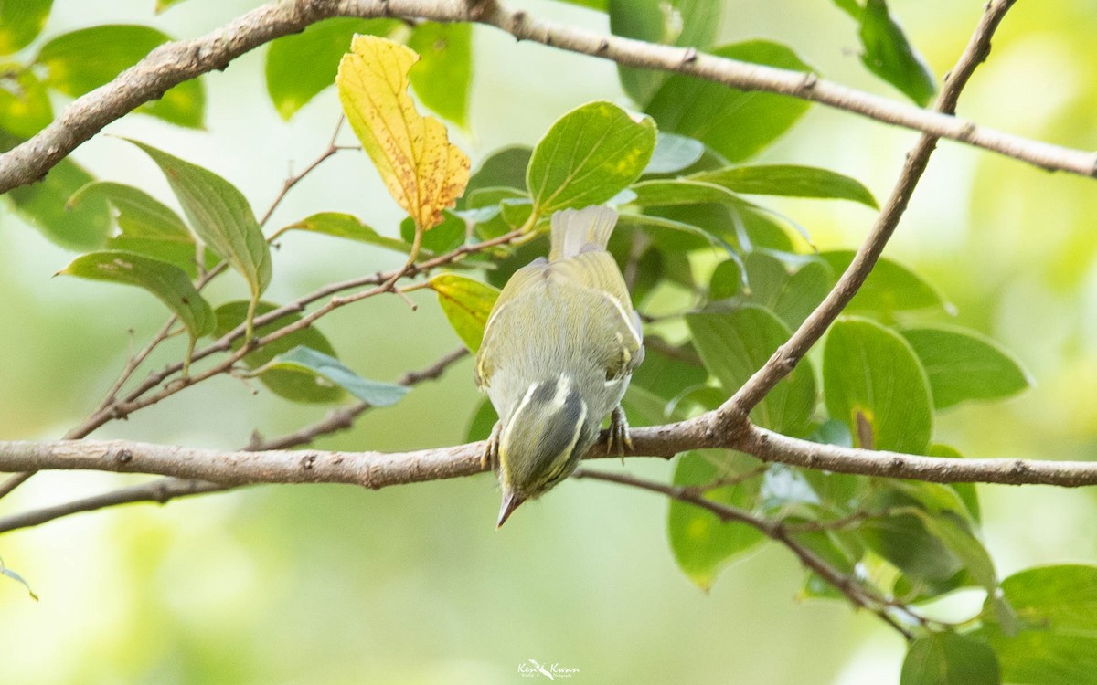 Kloss's Leaf Warbler - ML639289590