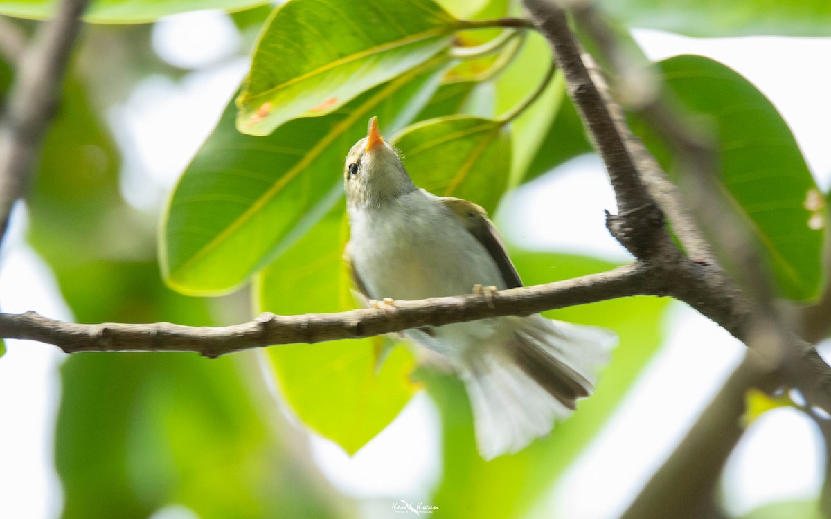 Kloss's Leaf Warbler - ML639289591