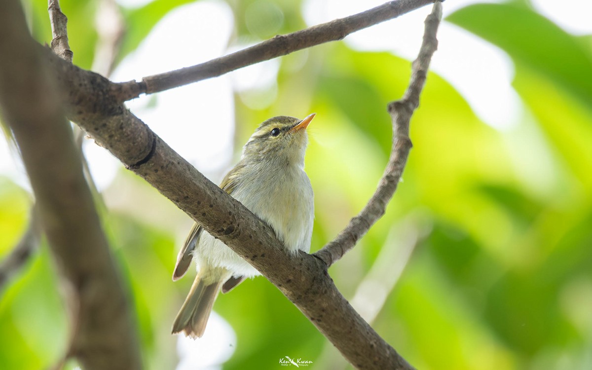 Kloss's Leaf Warbler - ML639289592