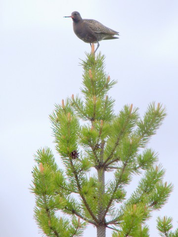 Spotted Redshank - ML639289596