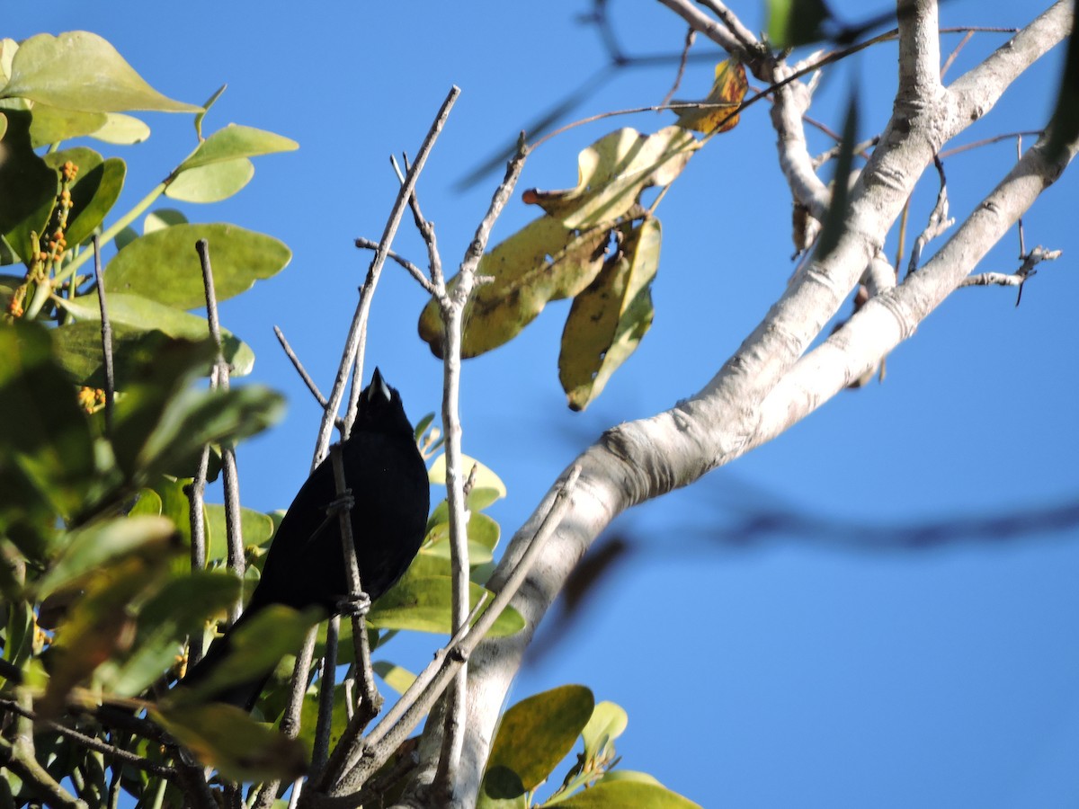 White-lined Tanager - ML639289602