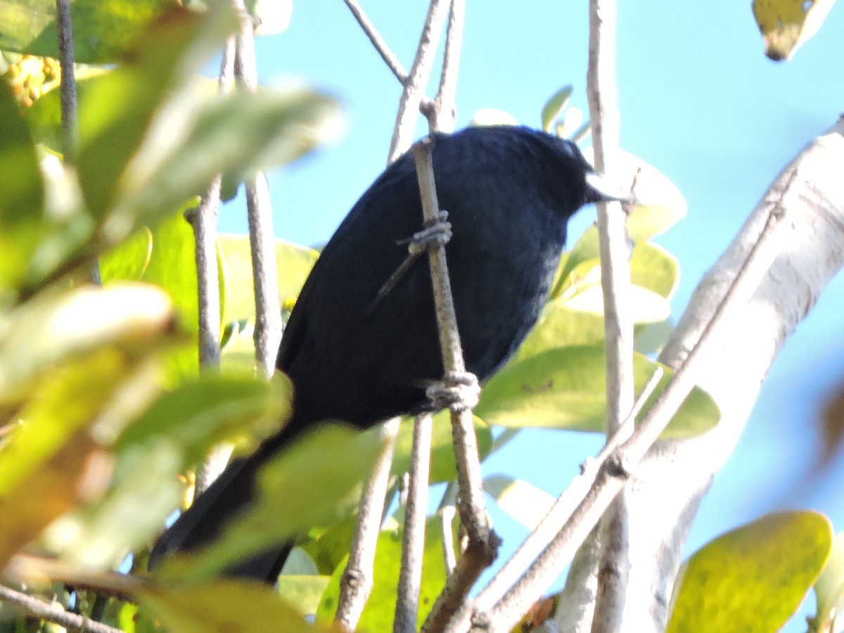 White-lined Tanager - ML639289603