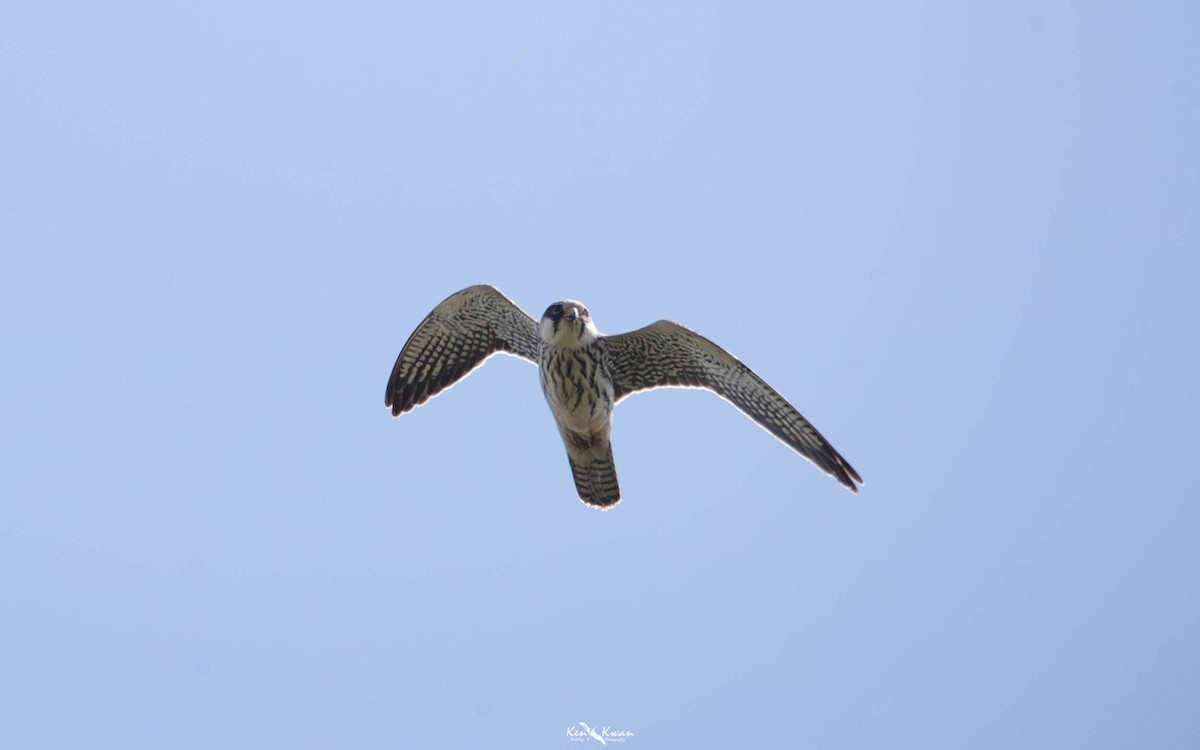 Amur Falcon - ML639289622