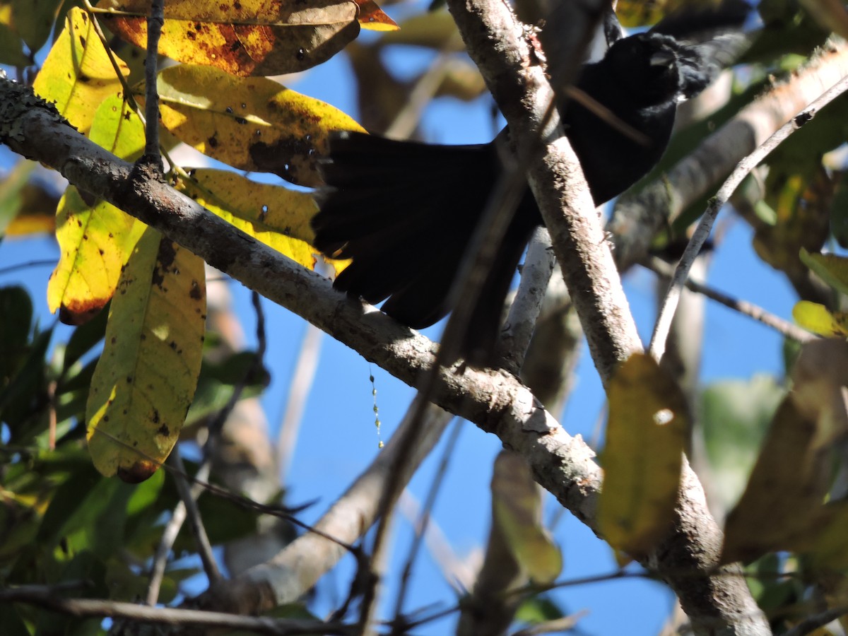 White-lined Tanager - ML639289625