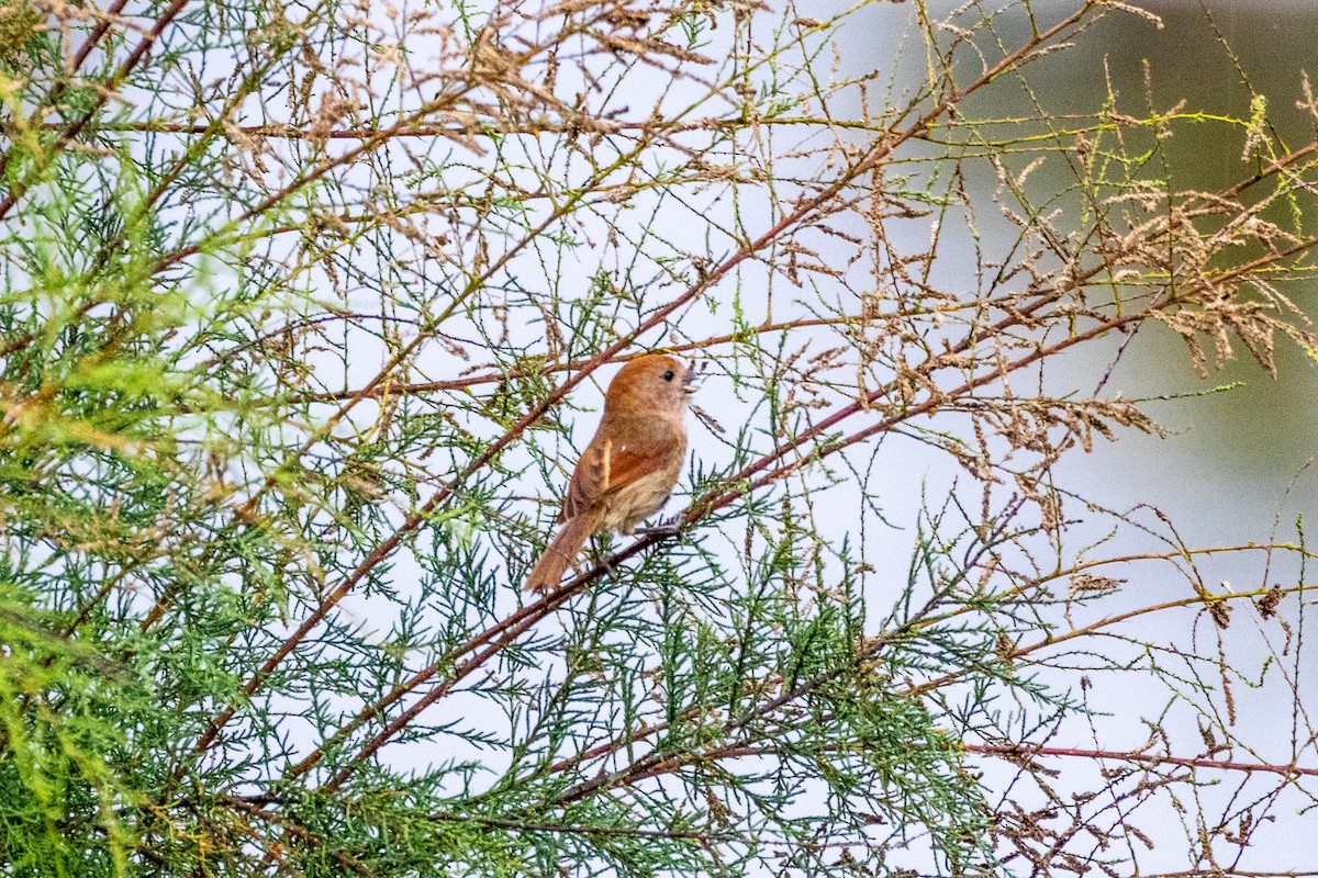 Vinous-throated Parrotbill - ML639289634