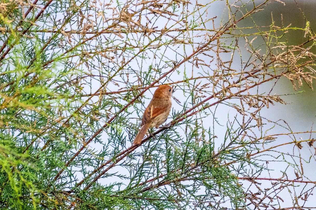 Vinous-throated Parrotbill - ML639289635