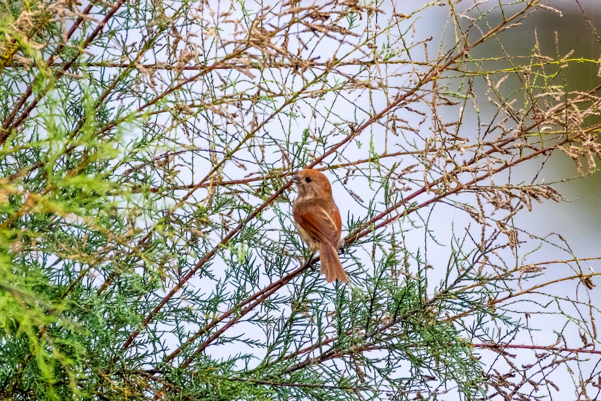 Vinous-throated Parrotbill - ML639289636