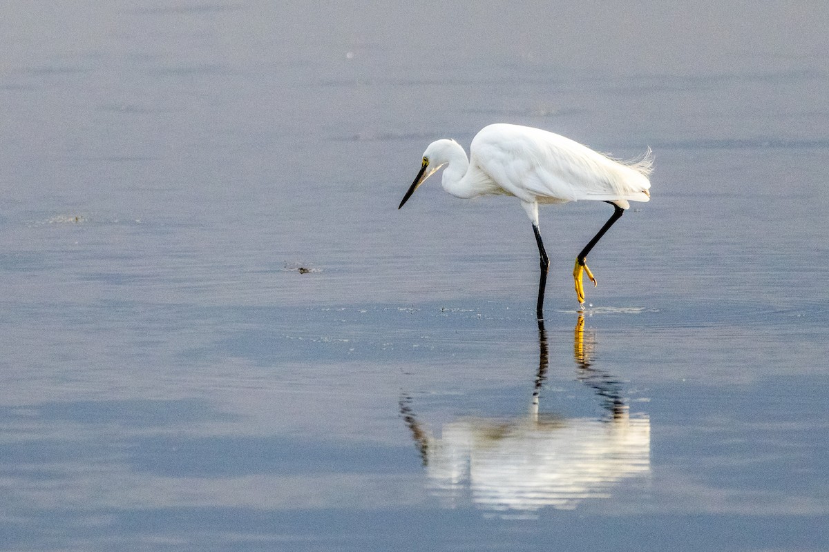Little Egret - ML639289645