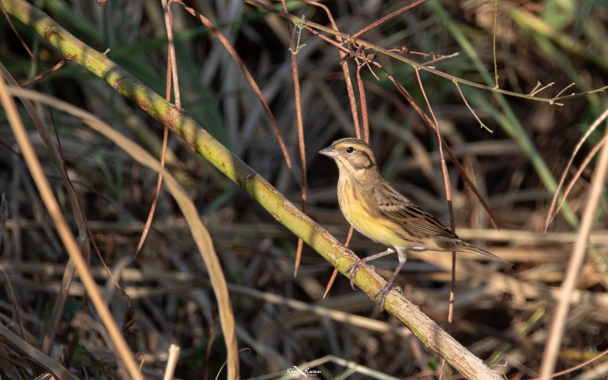 Yellow-breasted Bunting - ML639289663