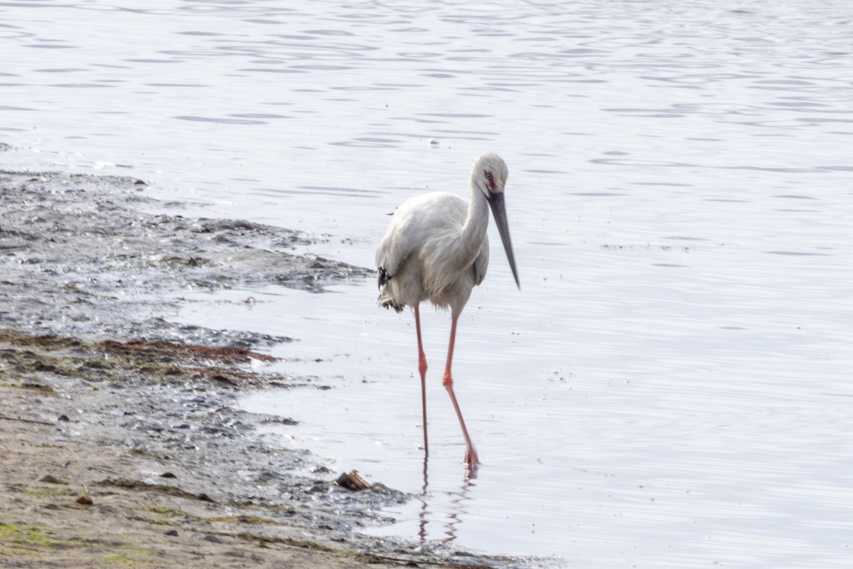 Oriental Stork - ML639289674