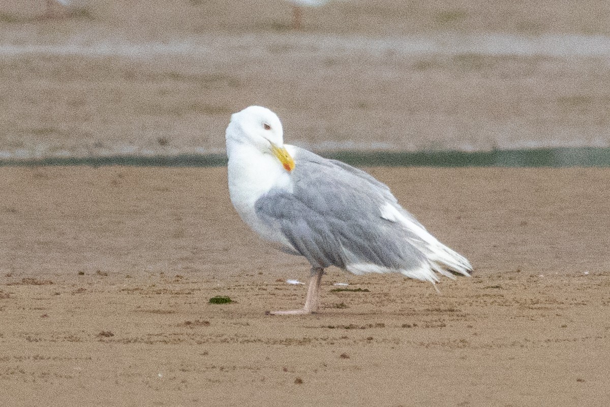 Mongolian Gull - ML639289687