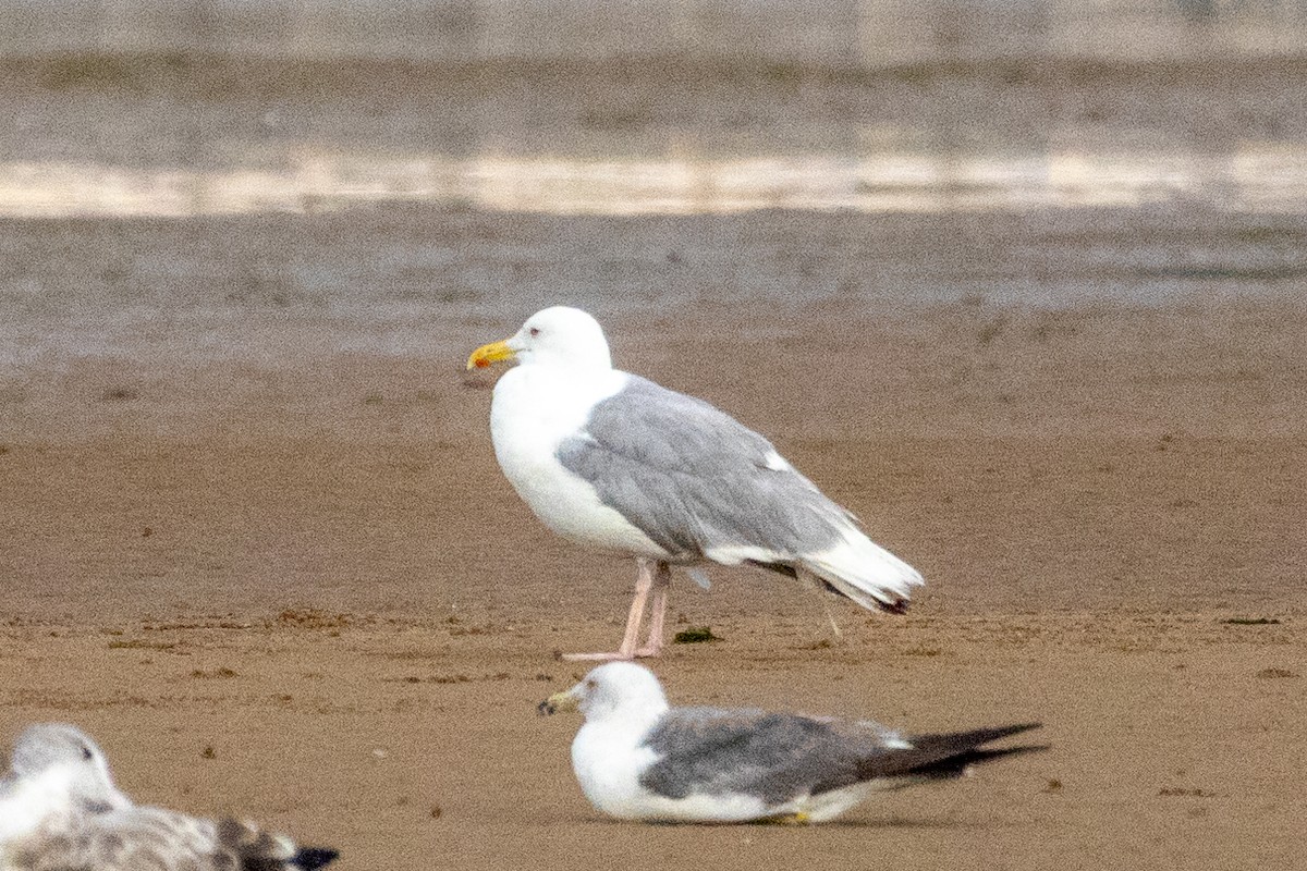 Mongolian Gull - ML639289688