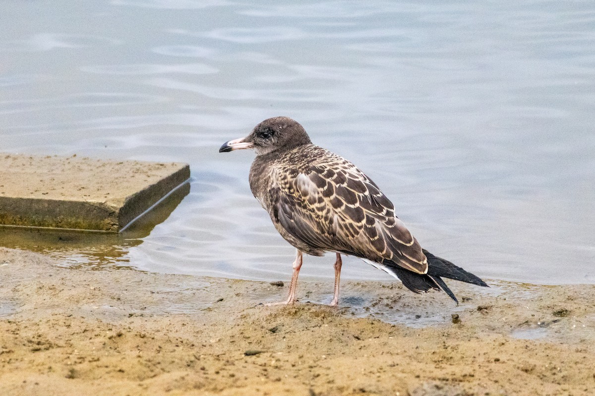 Black-tailed Gull - ML639289696