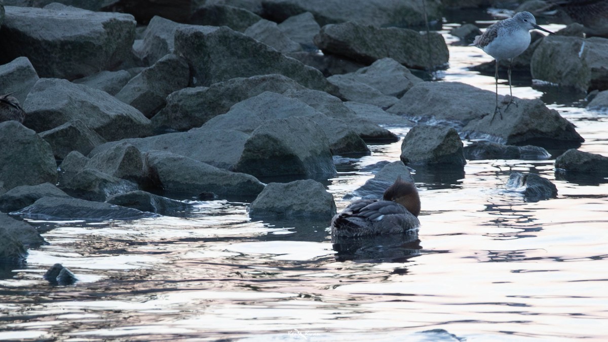 Red-breasted Merganser - ML639289724