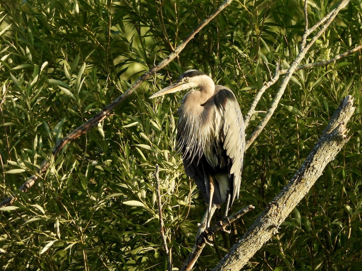 Great Blue Heron - ML639289766