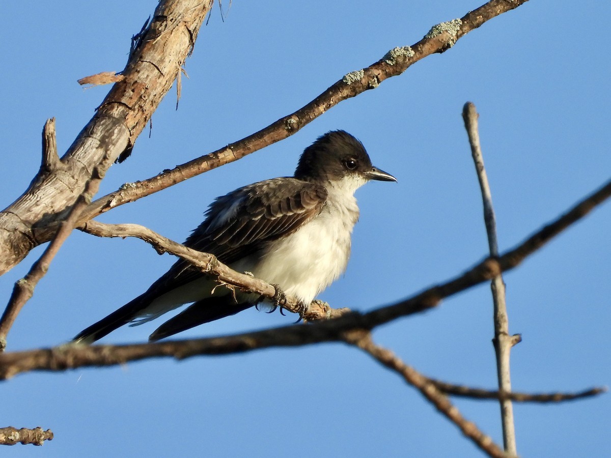 Eastern Kingbird - ML639289774