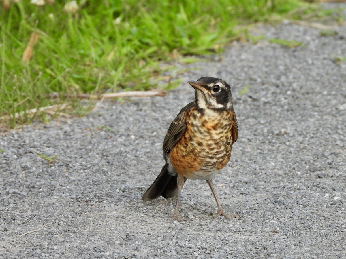American Robin - ML639289779