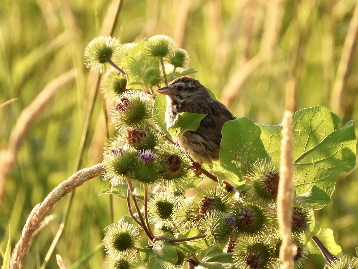 Song Sparrow - ML639289789