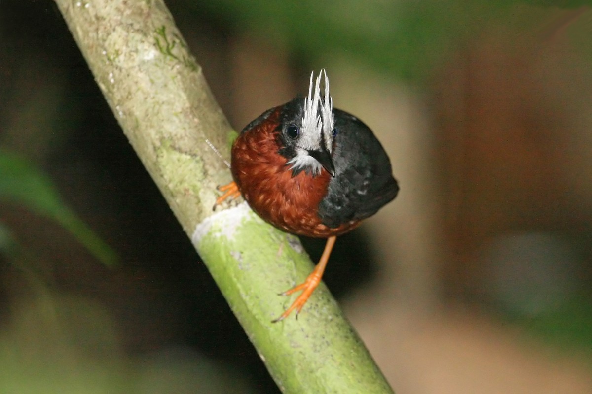 White-plumed Antbird - ML639289797