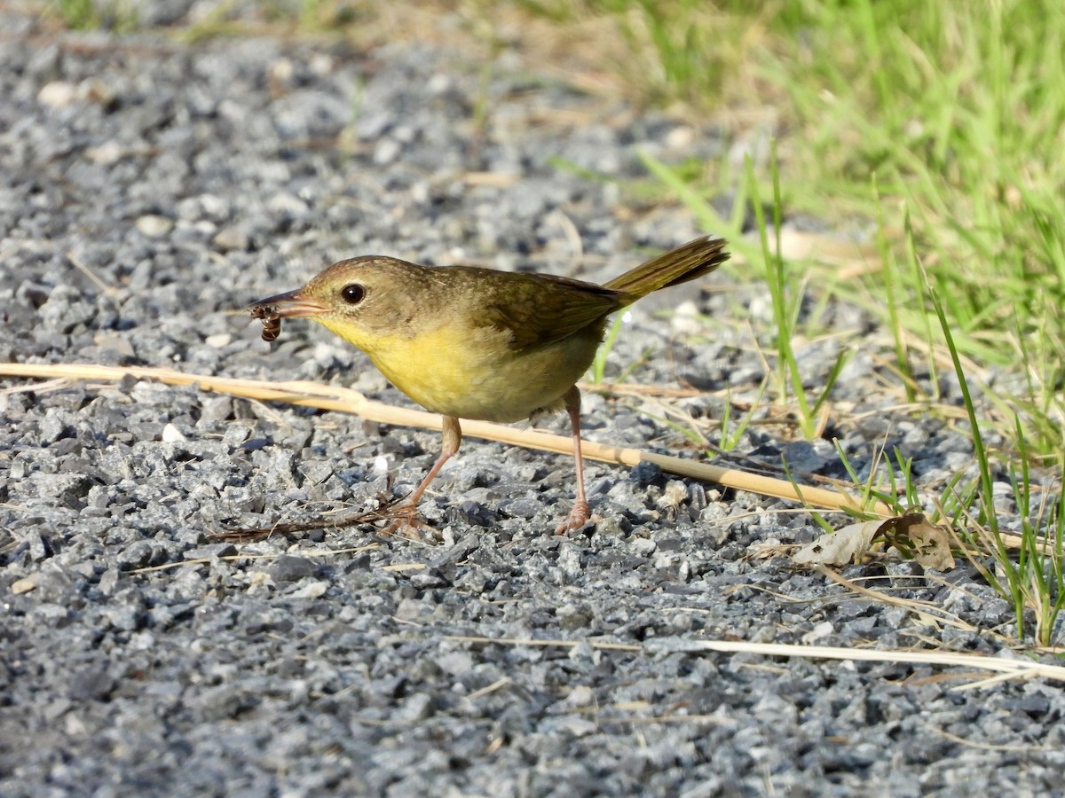 Common Yellowthroat - ML639289801