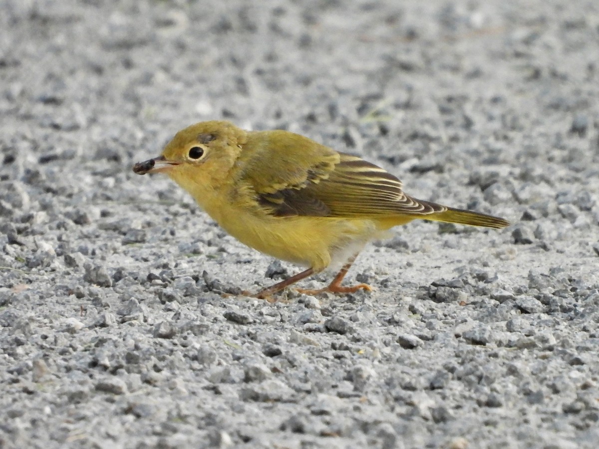 Yellow Warbler - ML639289816