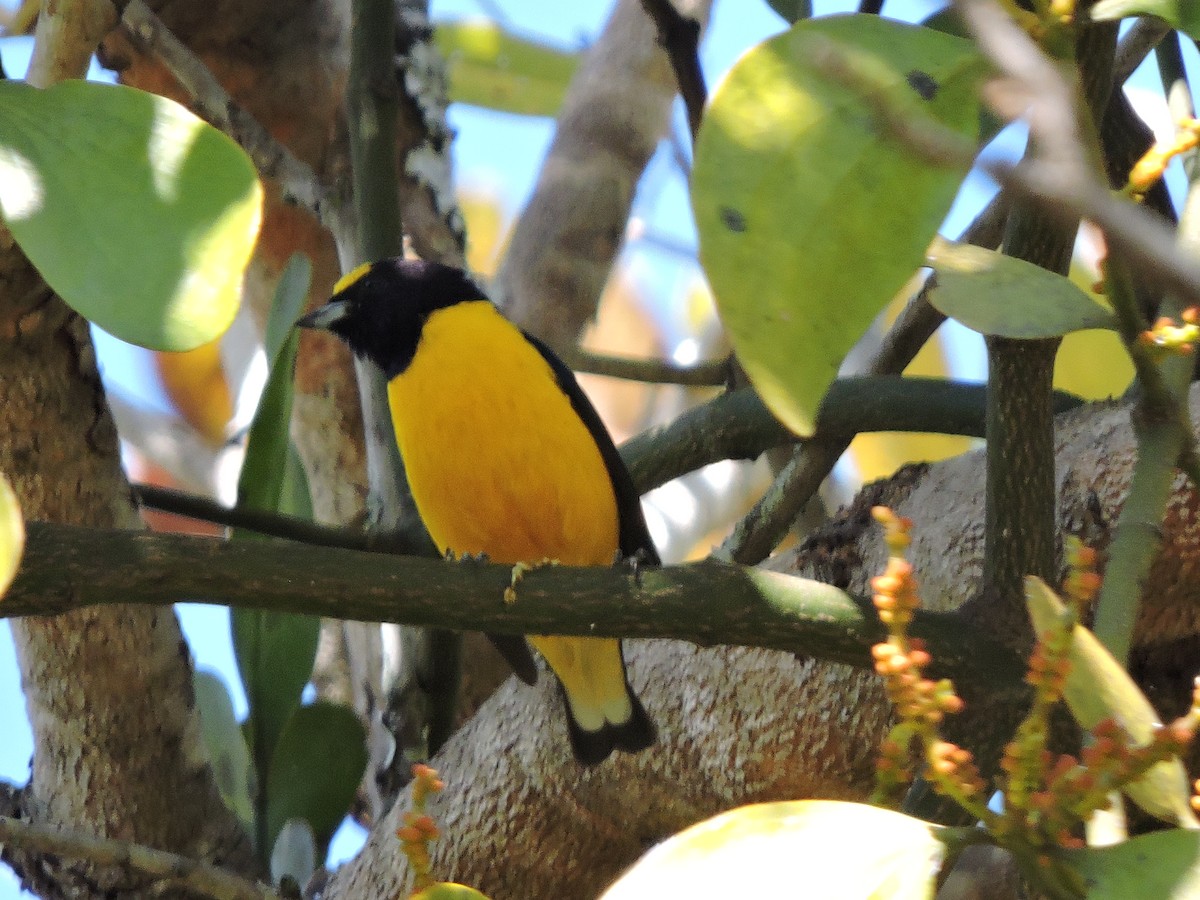 Purple-throated Euphonia - ML639289883