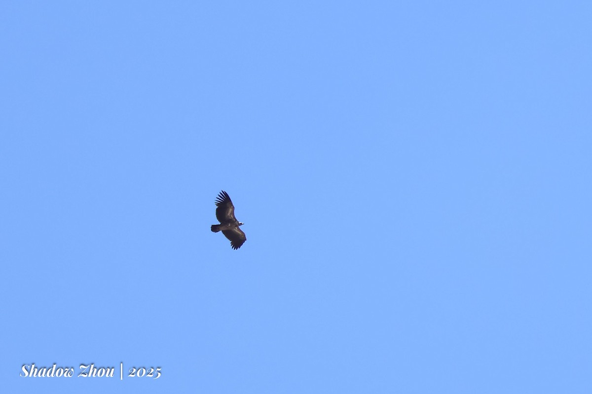 Himalayan Griffon - ML639289884