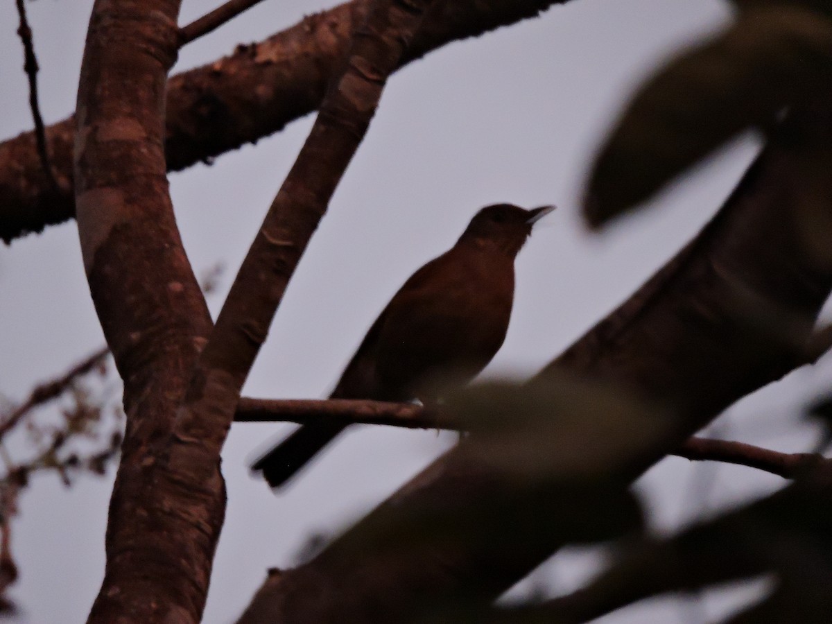 Pale-breasted Thrush - ML639289946