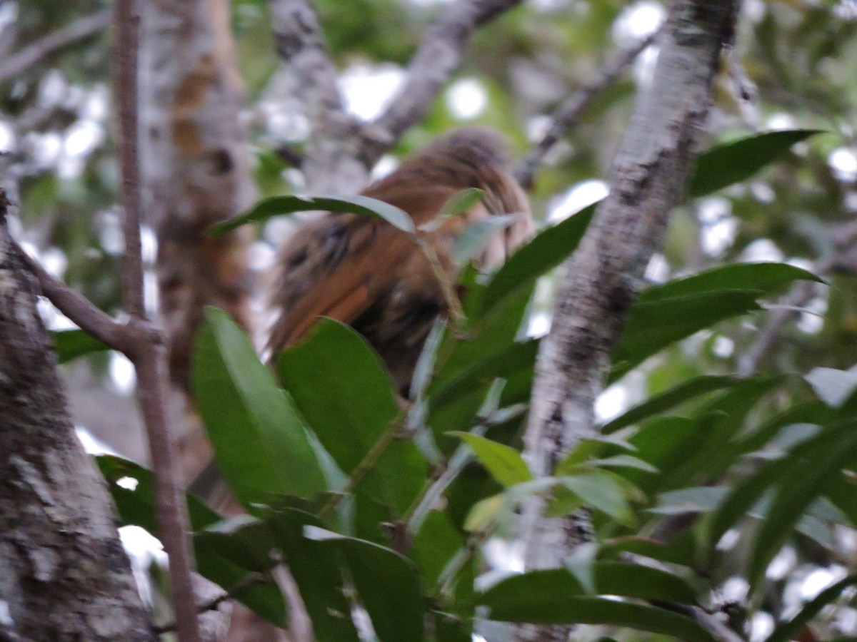 Pale-breasted Thrush - ML639289947