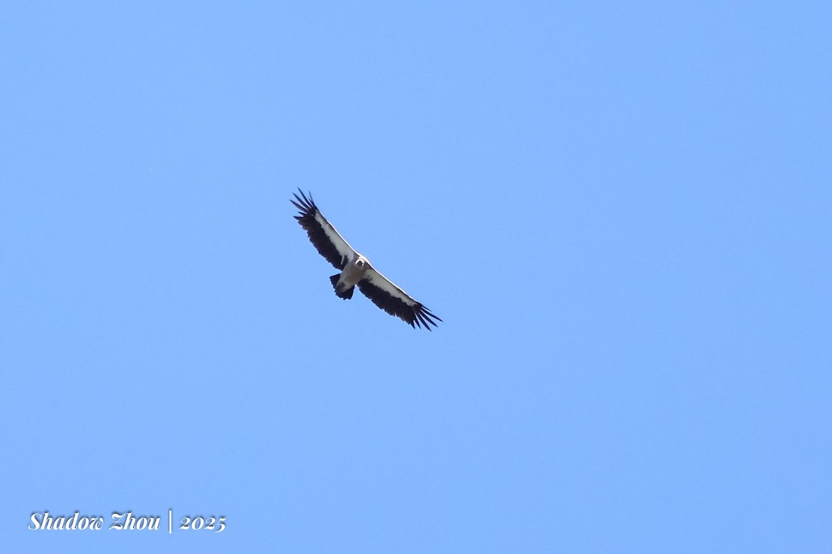 Himalayan Griffon - ML639289969
