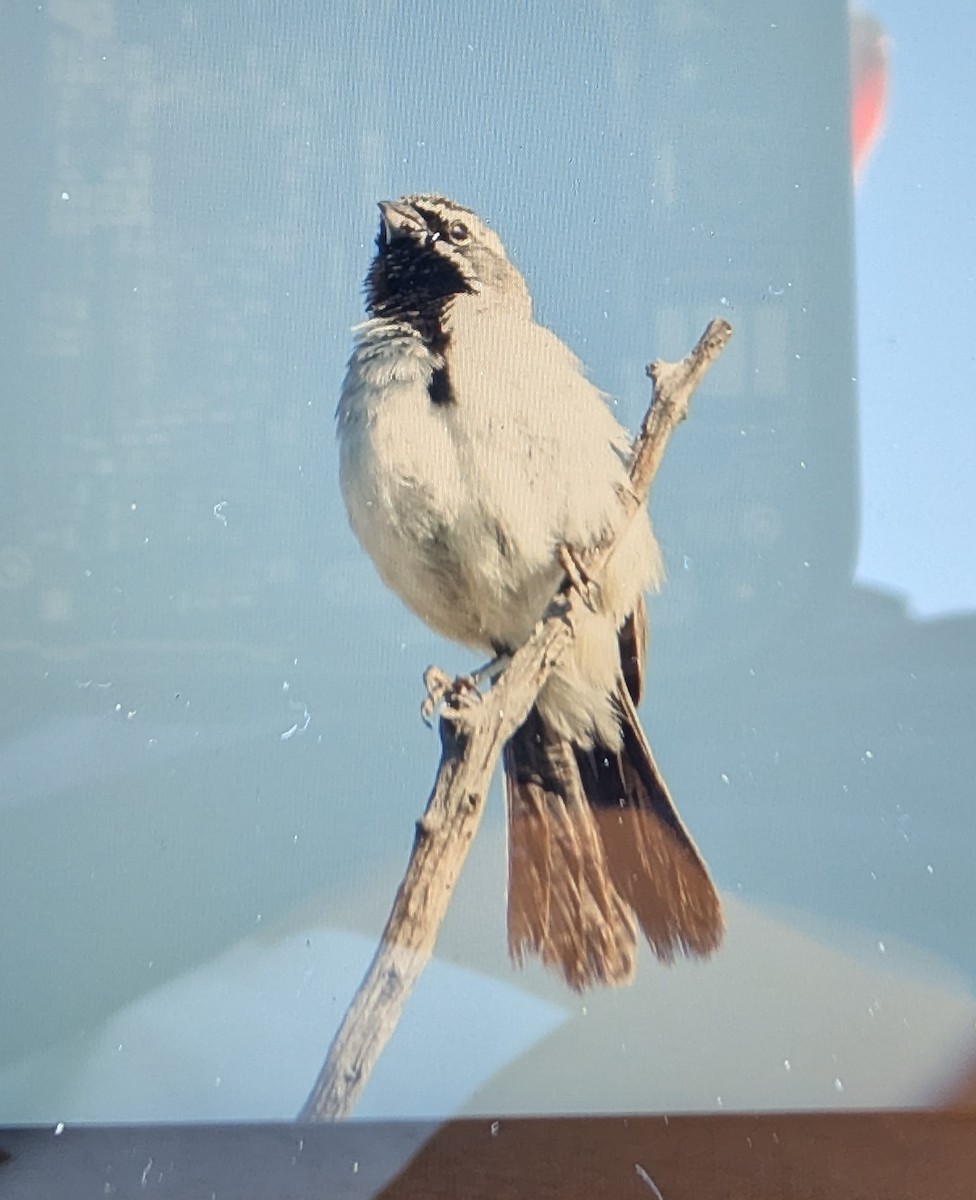 Black-throated Sparrow - ML639289982