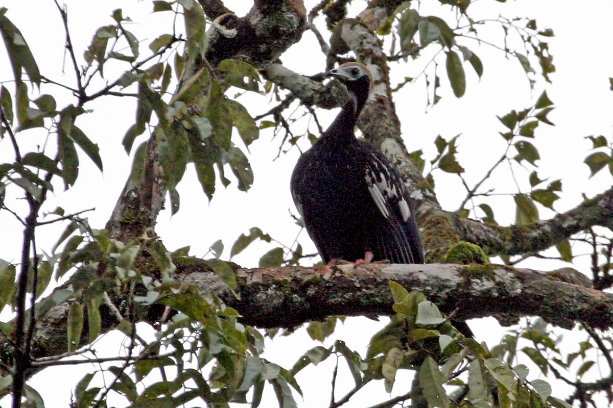 Blue-throated Piping-Guan - ML639289986