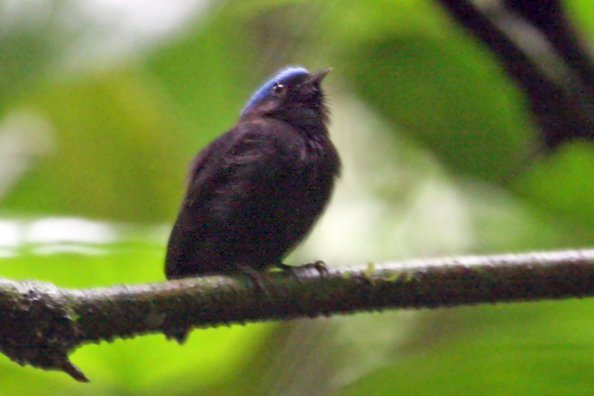 Mavi Tepeli Manakin [coronata grubu] - ML639289988