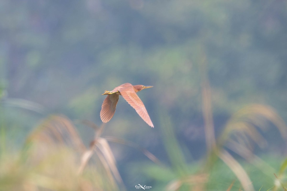 Cinnamon Bittern - ML639289993