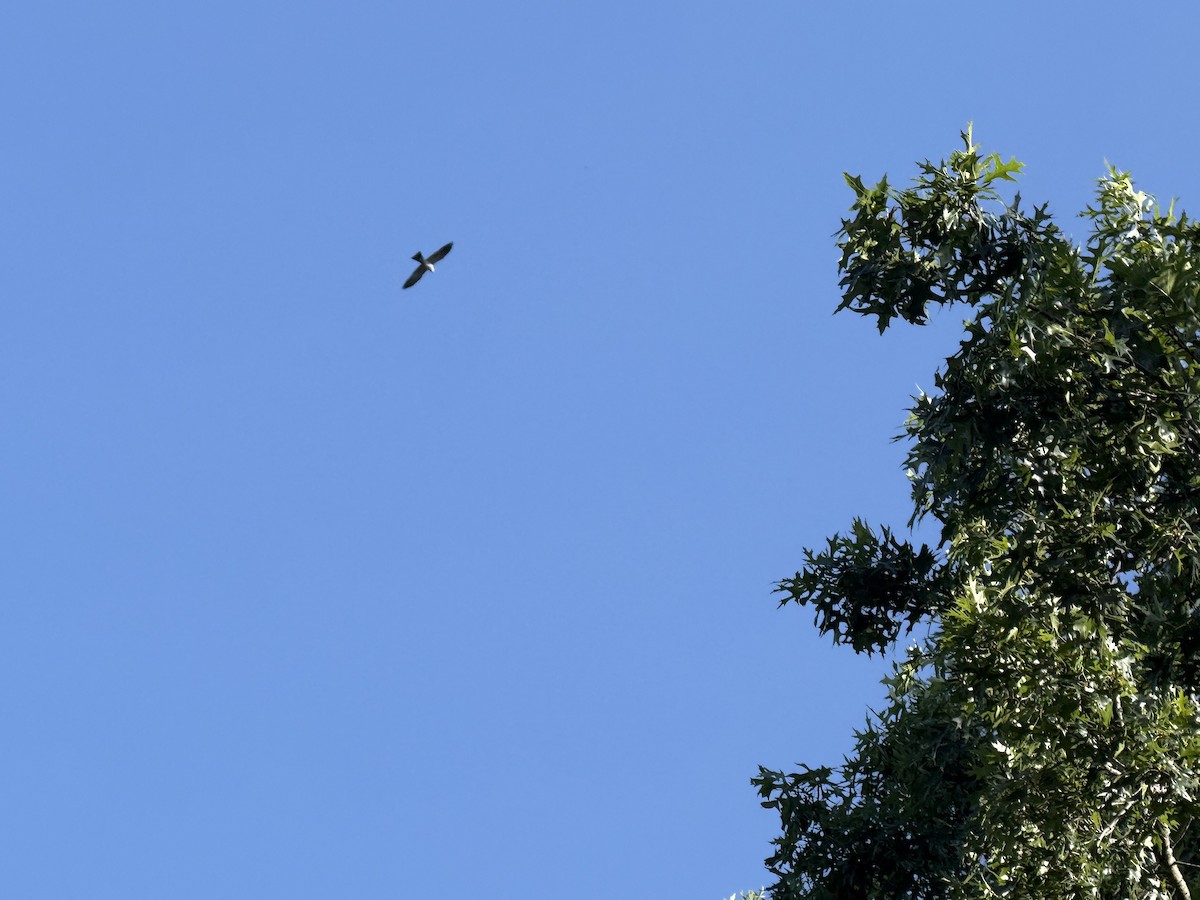 Mississippi Kite - ML639290024