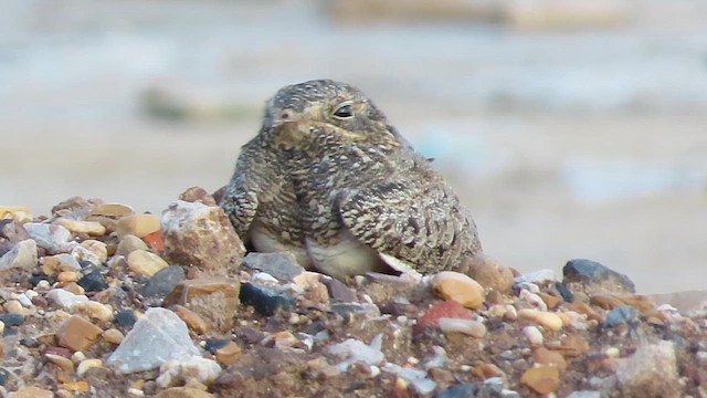 Nacunda Nighthawk - ML639290054