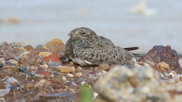 Nacunda Nighthawk - ML639290061