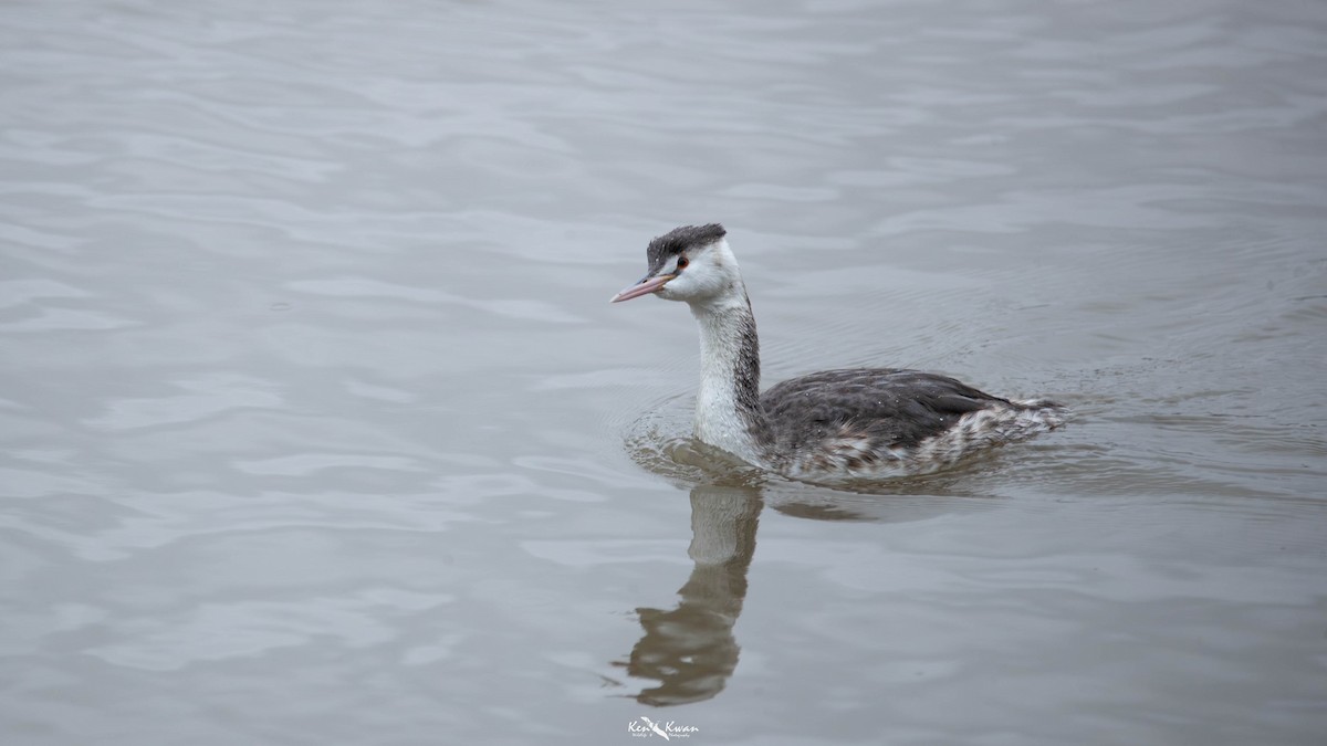 Great Crested Grebe - ML639290063
