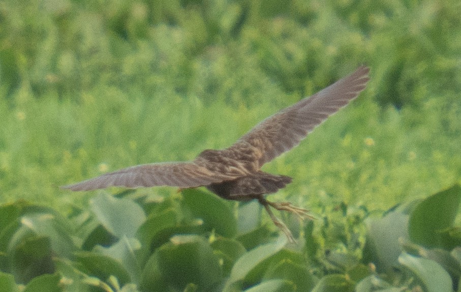 Watercock - ML639290110