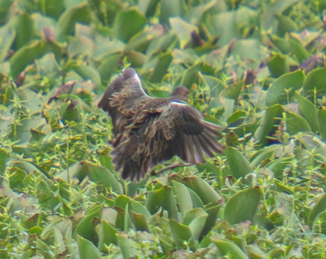 Watercock - ML639290111