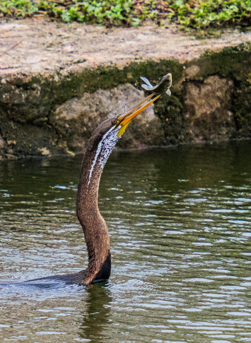 Oriental Darter - ML639290113