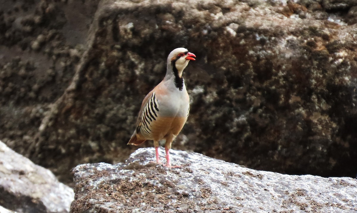 Хахилаг - ML639290160