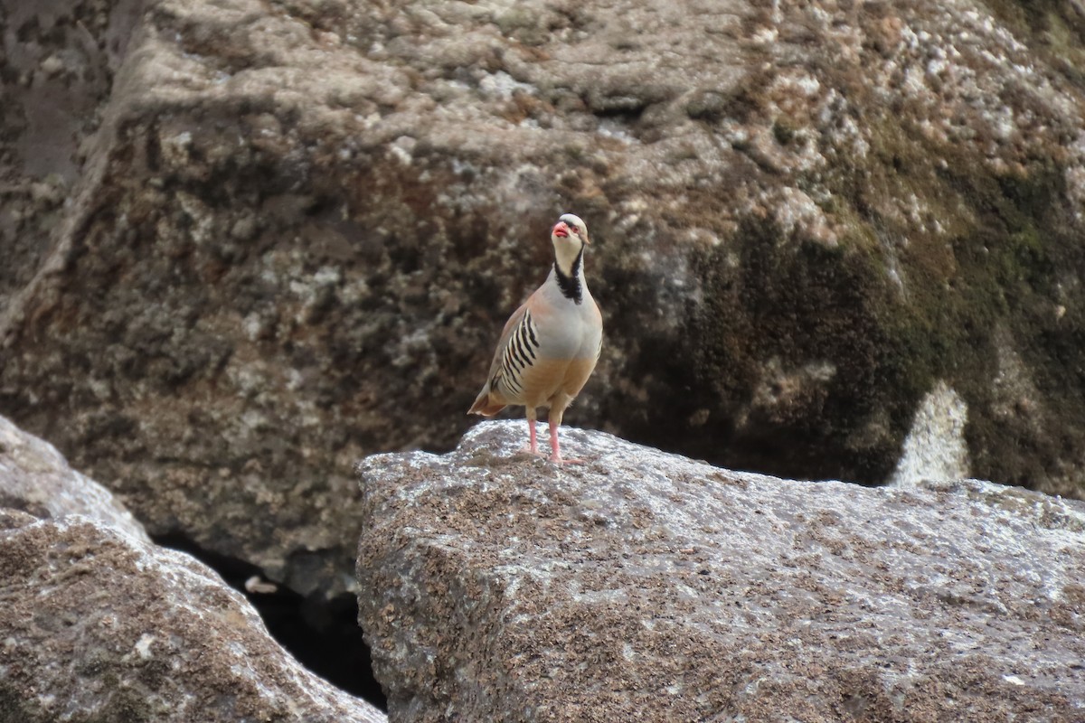 Хахилаг - ML639290161