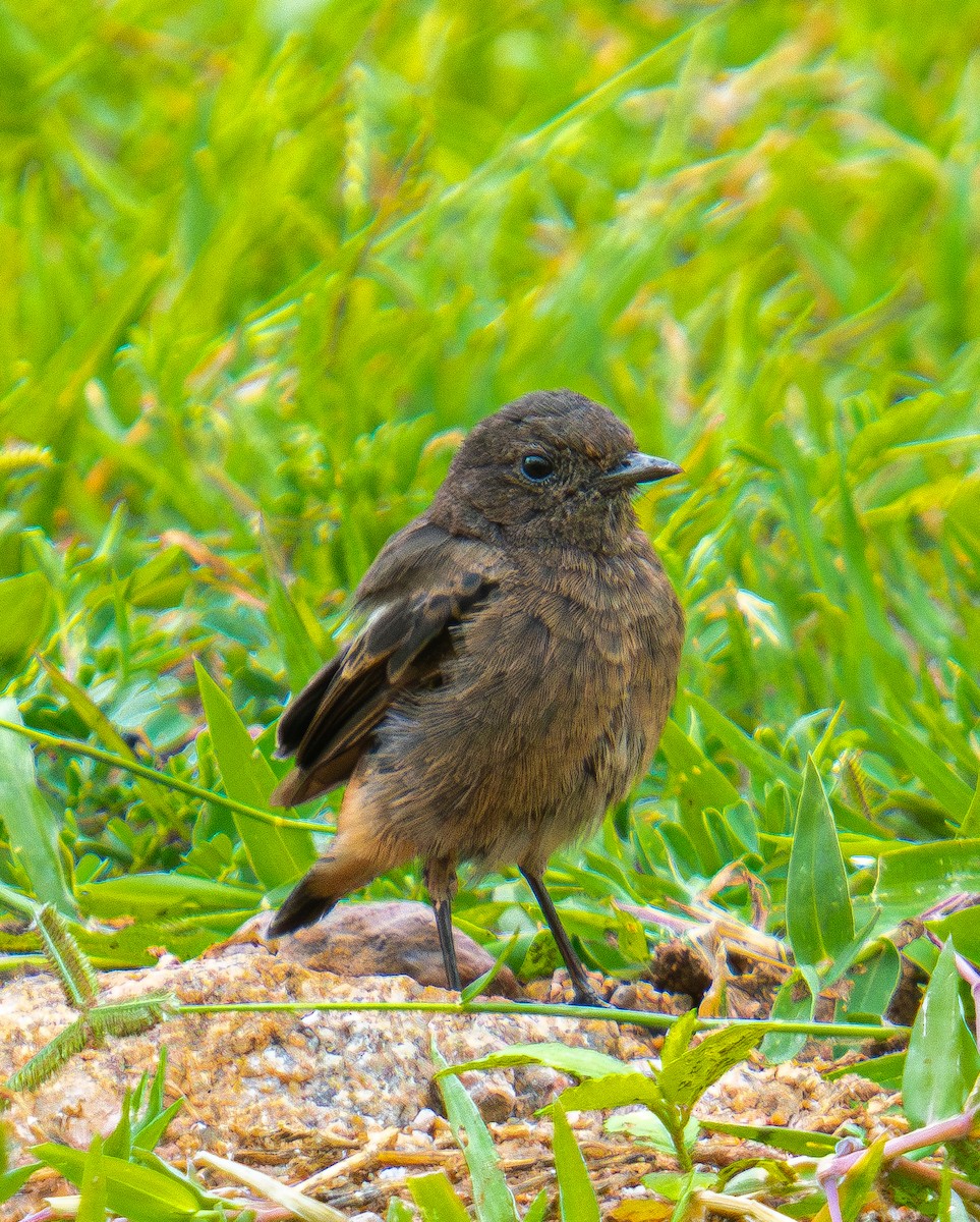 Pied Bushchat - ML639290176