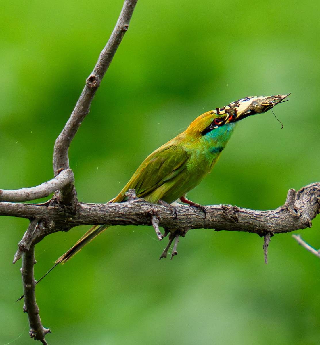 Asian Green Bee-eater - ML639290214