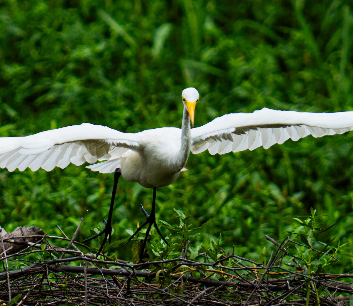 Eastern Cattle-Egret - ML639290222