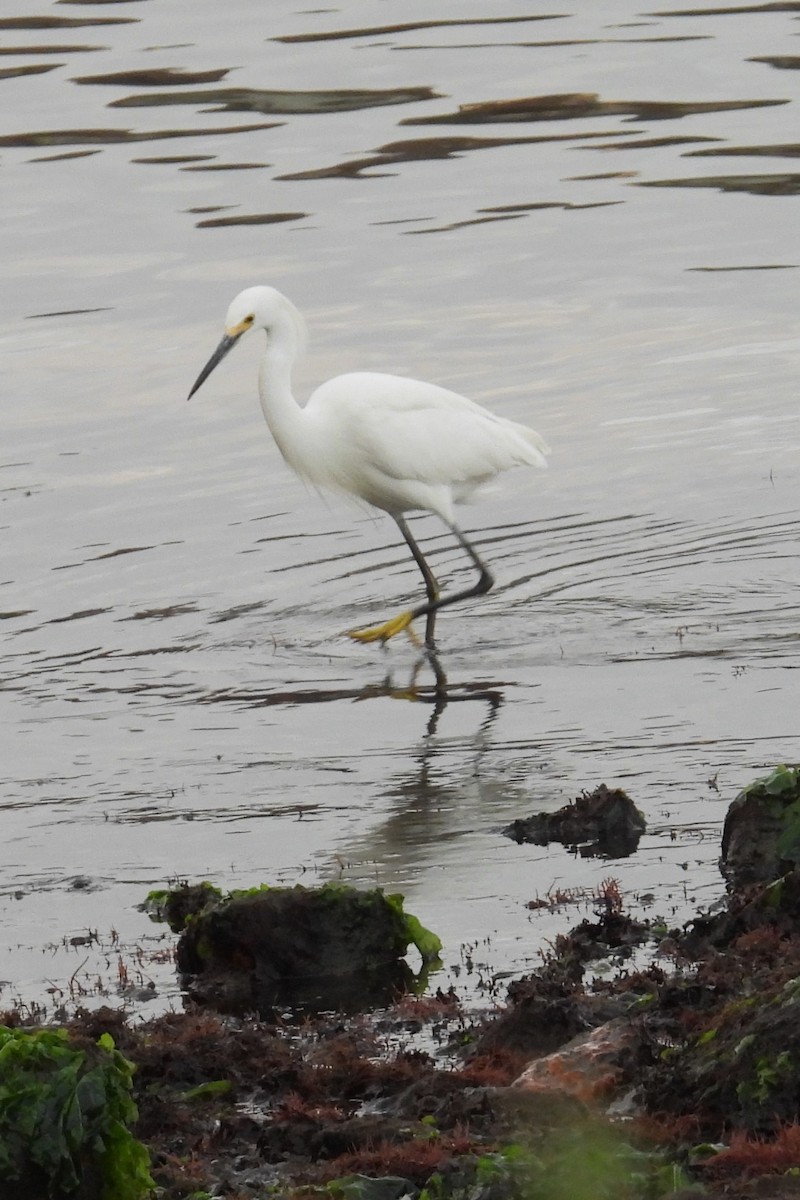 Snowy Egret - ML639290263